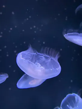 サンシャイン水族館に投稿された画像（2026/6/19）