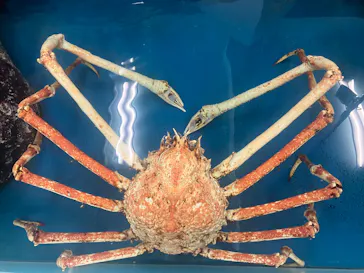 竹島水族館に投稿された画像（2026/6/19）