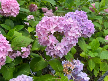 万博記念公園に投稿された画像（2026/6/19）