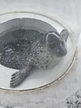 しながわ水族館に投稿された画像（2026/6/19）