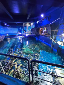 しながわ水族館に投稿された画像（2026/6/19）