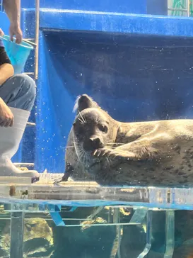 のとじま水族館に投稿された画像（2026/6/19）