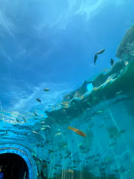 のとじま水族館に投稿された画像（2026/6/19）