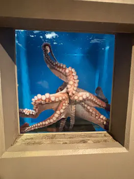 のとじま水族館に投稿された画像（2026/6/19）