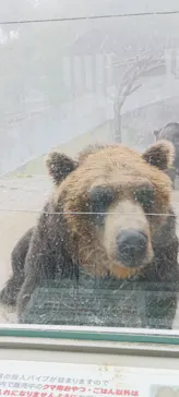 のぼりべつクマ牧場に投稿された画像（2026/6/19）