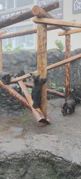 のぼりべつクマ牧場に投稿された画像（2026/6/19）