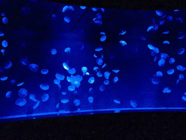 サンシャイン水族館に投稿された画像（2026/6/19）