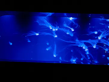 サンシャイン水族館に投稿された画像（2026/6/19）