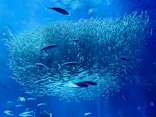 アクアワールド茨城県大洗水族館に投稿された画像（2026/6/19）