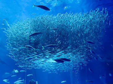 アクアワールド茨城県大洗水族館に投稿された画像（2026/6/19）