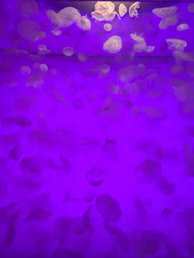 アクアワールド茨城県大洗水族館に投稿された画像（2026/6/19）
