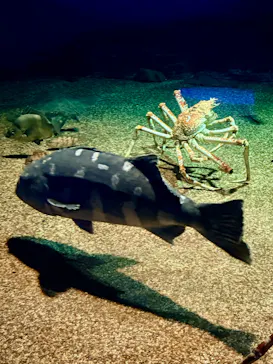 アクアワールド茨城県大洗水族館に投稿された画像（2026/6/19）