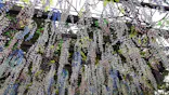 箱根ガラスの森美術館に投稿された画像（2026/6/19）