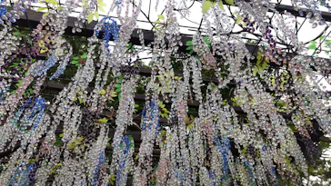 箱根ガラスの森美術館に投稿された画像（2026/6/19）