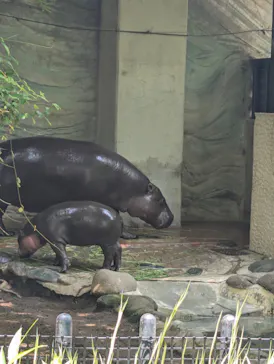 恩賜上野動物園に投稿された画像（2026/6/19）