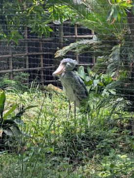 恩賜上野動物園に投稿された画像（2026/6/19）
