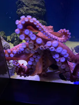 新江ノ島水族館に投稿された画像（2026/6/19）