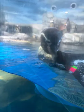 新江ノ島水族館に投稿された画像（2026/6/19）