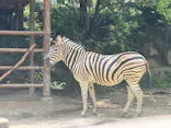 名古屋市東山動植物園に投稿された画像（2026/6/19）
