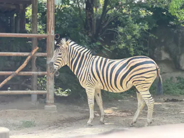 名古屋市東山動植物園に投稿された画像（2026/6/19）