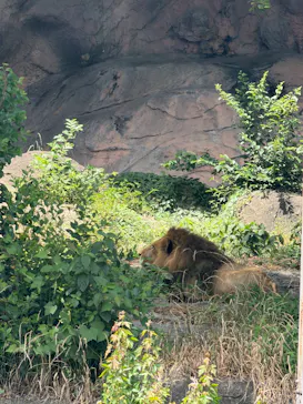 名古屋市東山動植物園に投稿された画像（2026/6/19）