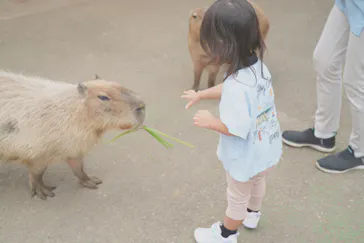 伊豆シャボテン動物公園に投稿された画像（2026/6/20）