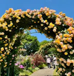 京成バラ園に投稿された画像（2026/6/20）