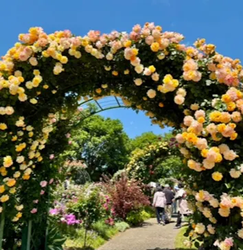 京成バラ園に投稿された画像（2026/6/20）
