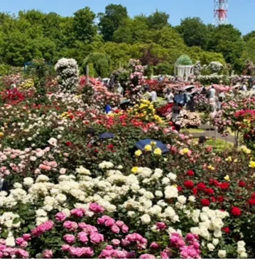 京成バラ園に投稿された画像（2026/6/20）