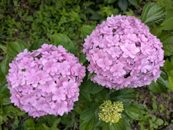 わんダフルネイチャーヴィレッジに投稿された画像（2026/6/20）