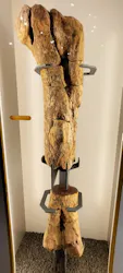 福井県立恐竜博物館に投稿された画像（2026/6/20）