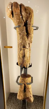福井県立恐竜博物館に投稿された画像（2026/6/20）