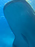 沖縄美ら海水族館に投稿された画像（2026/6/20）