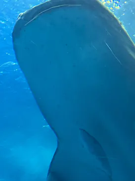 沖縄美ら海水族館に投稿された画像（2026/6/20）