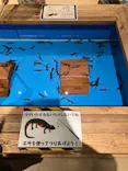 釣って見つけるぼうけんの国　豊橋店に投稿された画像（2026/6/20）