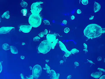 名古屋港水族館に投稿された画像（2026/6/20）