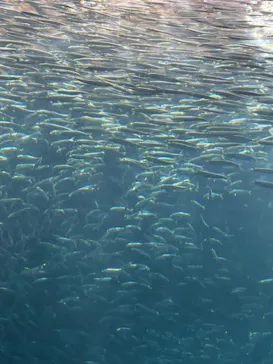 名古屋港水族館に投稿された画像（2026/6/20）