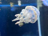 新江ノ島水族館に投稿された画像（2026/6/20）