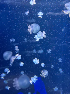 新江ノ島水族館に投稿された画像（2026/6/20）
