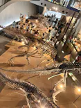 福井県立恐竜博物館に投稿された画像（2026/6/20）