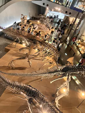福井県立恐竜博物館に投稿された画像（2026/6/20）