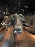 国立科学博物館に投稿された画像（2026/6/20）