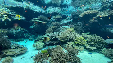 沖縄美ら海水族館に投稿された画像（2026/6/20）