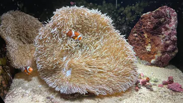 沖縄美ら海水族館に投稿された画像（2026/6/20）