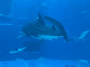 沖縄美ら海水族館に投稿された画像（2026/6/20）