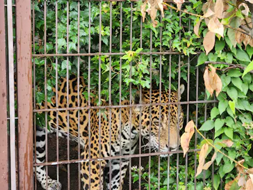 名古屋市東山動植物園に投稿された画像（2026/6/20）