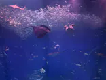 アクアワールド茨城県大洗水族館に投稿された画像（2026/6/20）