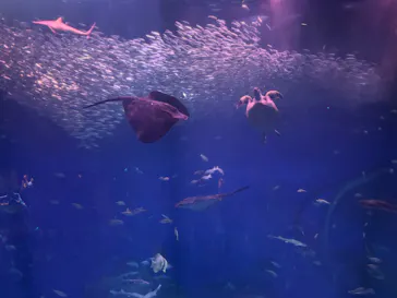 アクアワールド茨城県大洗水族館に投稿された画像（2026/6/20）