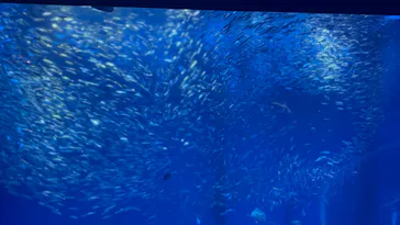 アクアワールド茨城県大洗水族館に投稿された画像（2026/6/20）