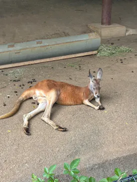 多摩動物公園に投稿された画像（2026/6/20）
